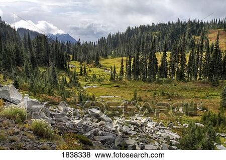 Paradise Valley, Mount Rainier National Park, Washington, USA View Large Photo Image Stock Photo - Paradise Valley, Mount Rainier National Park, Washington, USA . Fotosearch