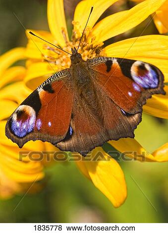 Peacock butterfly View Large Photo Image Stock Photo - Peacock butterfly . Fotosearch