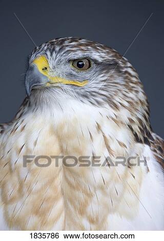 Peregrine Falcon (Falco peregrinus) View Large Photo Image Stock Photograph - Peregrine Falcon (Falco peregrinus). Fotosearch