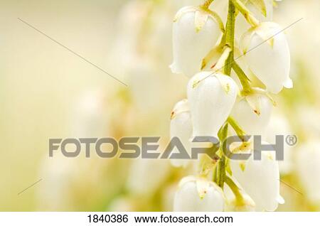 Stock Photograph - Pieris japonica in bloom. Fotosearch