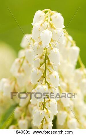 Pieris japonica in bloom View Large Photo Image Stock Photography - Pieris japonica in bloom. Fotosearch