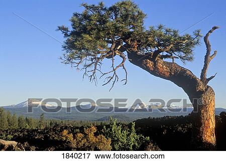 Pine tree, Three sisters, Oregon, USA View Large Photo Image Stock Photo - Pine tree, Three sisters, Oregon, USA. Fotosearch