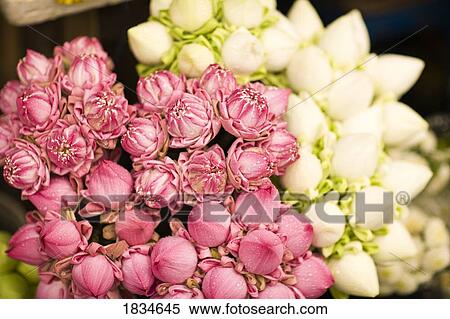 Pink and white flowers View Large Photo Image Stock Photography - Pink and white flowers. Fotosearch