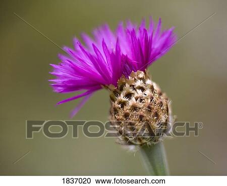 Stock Image - Pink cornflower (centaurea). Fotosearch