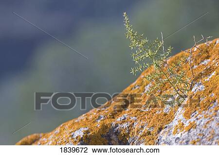 Stock Image - Plant growing from lichen-covered rock . Fotosearch