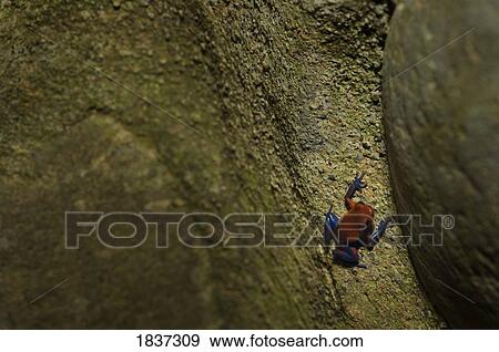 Poison Dart Frog View Large Photo Image Stock Photo - Poison Dart Frog. Fotosearch