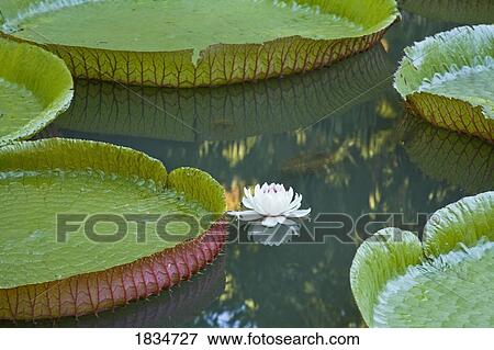 Stock Photo - Pond with giant Victoria amazonica water lilies. Fotosearch