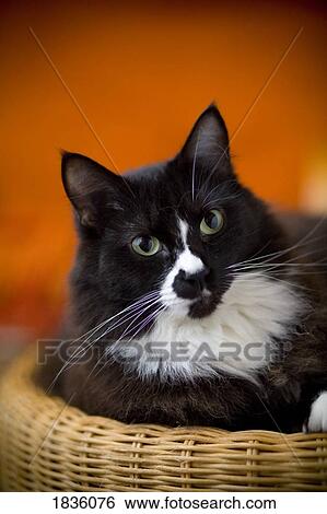 Portrait of a cat View Large Photo Image Stock Photograph - Portrait of a cat. Fotosearch