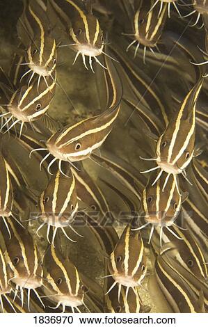 Puerto Galera, Philippines, Southeast Asia; Striped Catfish (Plotosus lineatus) View Large Photo Image Stock Image - Puerto Galera, Philippines, Southeast Asia; Striped Catfish (Plotosus lineatus). Fotosearch