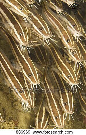 Stock Photo - Puerto Galera, Philippines, Southeast Asia; Striped Catfish (Plotosus lineatus). Fotosearch