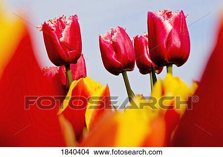 Picture - Red tulips, Wooden Shoe Tulip Farm, Oregon, USA. Fotosearch