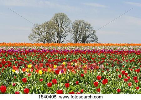 Red tulips, Wooden Shoe Tulip Farm, Oregon, USA View Large Photo Image Stock Photography - Red tulips, Wooden Shoe Tulip Farm, Oregon, USA. Fotosearch
