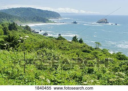 Stock Photography - Redwood Coast, Redwood National and State Parks, California, USA . Fotosearch