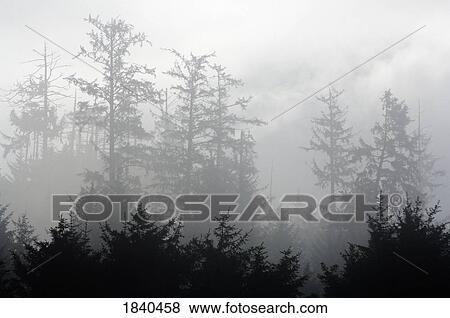 Stock Photo - Redwood Forest, Redwood National and State Parks, California, USA . Fotosearch