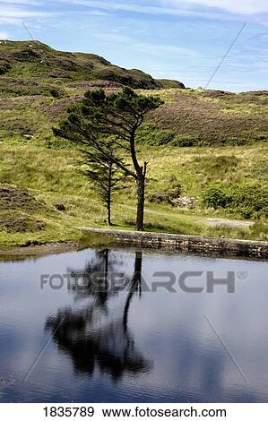 Stock Photo - Reflection of tree in the water, Colonsay, Scotland. Fotosearch