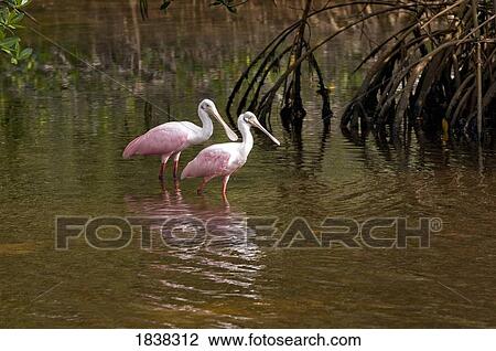 Stock Image - Roseate Spoonbills, Ding Darling National Wildlife Refuge, Sanibel Island, Florida, USA . Fotosearch