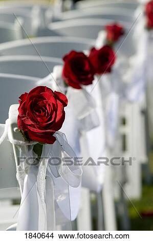 Picture - Roses along chairs. Fotosearch