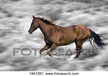 Running horse View Large Photo Image Stock Photo - Running horse. Fotosearch