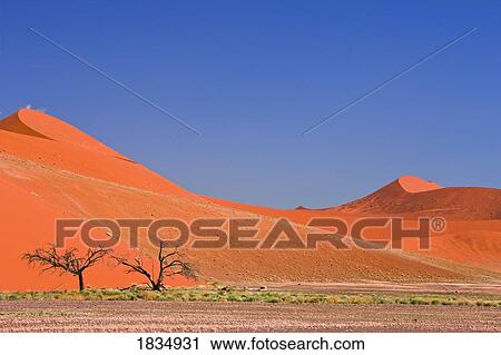 Sand dunes, Sossuvlei, Namib Desert, Namibia, Africa View Large Photo Image Stock Image - Sand dunes, Sossuvlei, Namib Desert, Namibia, Africa . Fotosearch