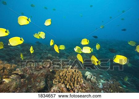 Schooling Butterflyfish, Maui, Hawaii, USA View Large Photo Image Stock Photo - Schooling Butterflyfish, Maui, Hawaii, USA . Fotosearch