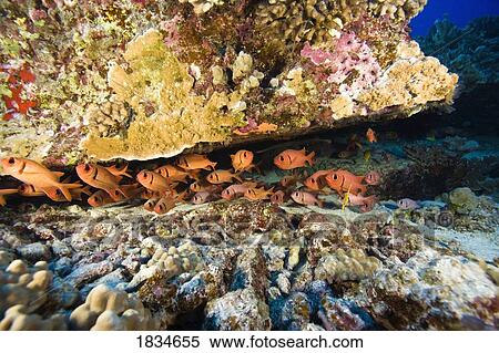 Stock Photography - Schooling Soldierfish, Molokini Crater, Maui, Hawaii, USA. Fotosearch