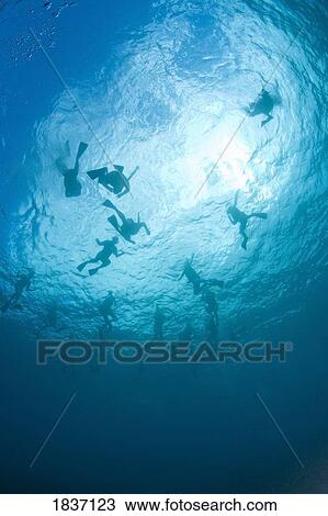 Scuba divers, South Maui, Hawaii, USA View Large Photo Image Stock Image - Scuba divers, South Maui, Hawaii, USA . Fotosearch