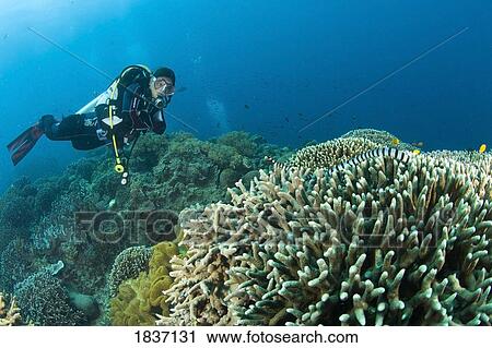 Sea Krait and Scuba Diver, Apo Island Marine Park, Philippines View Large Photo Image Stock Image - Sea Krait and Scuba Diver, Apo Island Marine Park, Philippines. Fotosearch