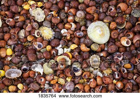 Picture - Sea shells. Fotosearch