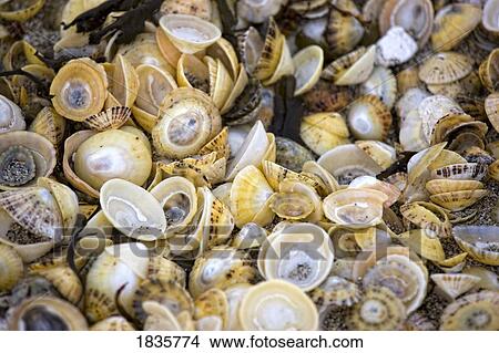 Sea shells View Large Photo Image Picture - Sea shells. Fotosearch