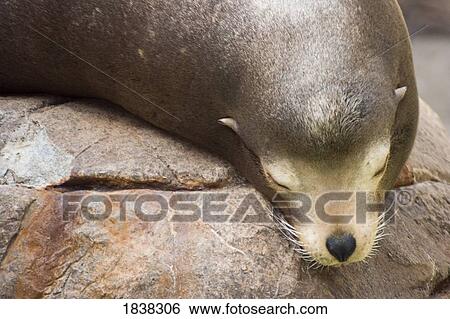 Seal pup sleeping View Large Photo Image Stock Photograph - Seal pup sleeping. Fotosearch