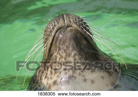 Stock Photography - Seal whiskers. Fotosearch