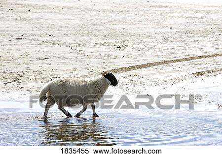 Stock Photography - Sheep, Colonsay, Scotland. Fotosearch
