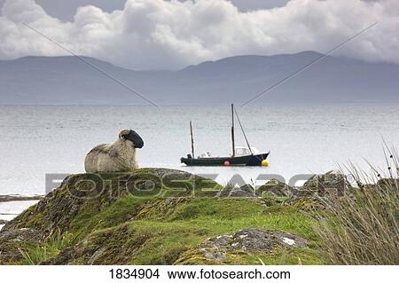 Sheep enjoying the view, Scotland View Large Photo Image Picture - Sheep enjoying the view, Scotland. Fotosearch