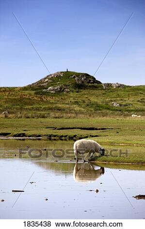 Sheep grazing, Colonsay, Scotland View Large Photo Image Stock Photo - Sheep grazing, Colonsay, Scotland. Fotosearch