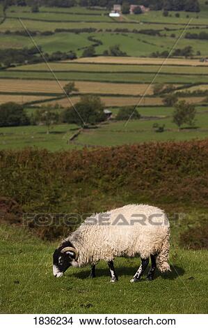 Picture - Sheep grazing, North Yorkshire, England. Fotosearch