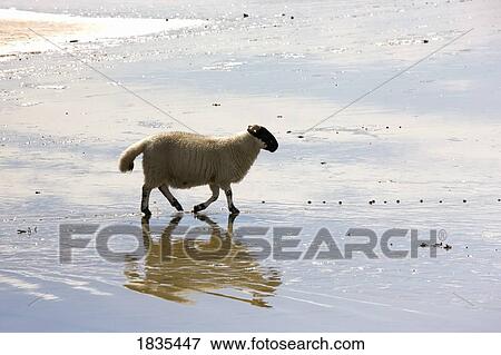 Sheep in the water, Colonsay, Scotland View Large Photo Image Stock Photo - Sheep in the water, Colonsay, Scotland. Fotosearch