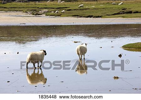 Stock Photo - Sheep in the water, Colonsay, Scotland. Fotosearch