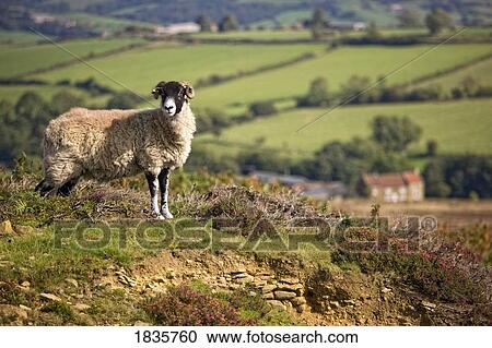Sheep, North Yorkshire, England View Large Photo Image Stock Image - Sheep, North Yorkshire, England. Fotosearch