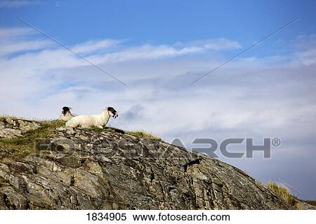 Sheep on a mountainside, Scotland View Large Photo Image Stock Photography - Sheep on a mountainside, Scotland. Fotosearch
