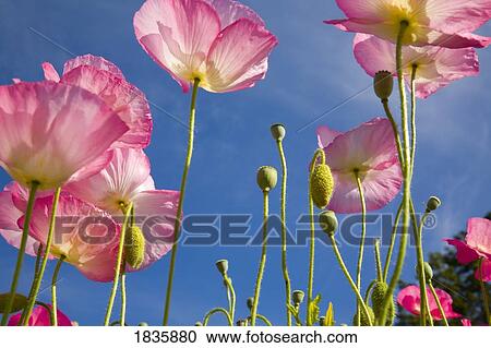 Shirley poppies (Papaver Rhoeas); Flowers on Mount Hood, Oregon, USA View Large Photo Image Stock Image - Shirley poppies (Papaver Rhoeas); Flowers on Mount Hood, Oregon, USA. Fotosearch