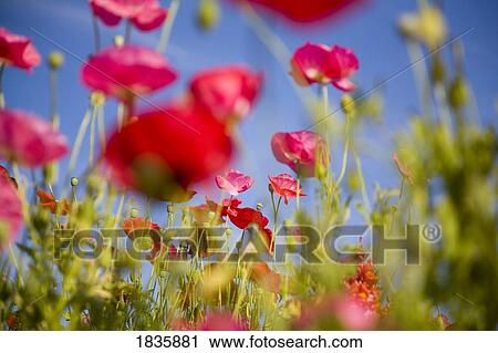Shirley poppies View Large Photo Image Stock Image - Shirley poppies. Fotosearch