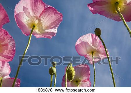 Stock Photo - Shirley poppies. Fotosearch