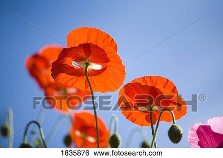 Stock Photograph - Shirley poppies. Fotosearch