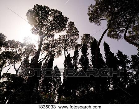 Stock Image - Silhouette of trees in the sunlight. Fotosearch
