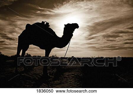 Stock Image - Silhouetted camel, Sahara Desert, Douz, Tunisia. Fotosearch