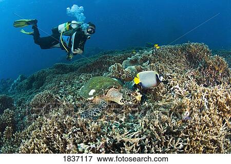 Stock Photo - Similan Islands, Thailand; Scuba diver over a Hawksbill Turtle (Eretmochelys imbricata) and Angelfish. Fotosearch