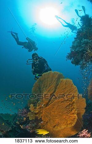 Stock Image - Similan Islands Underwater Park, Thailand, Asia. Fotosearch