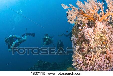 Similan Islands Underwater Park, Thailand, Southeast Asia; Scuba divers with video camera View Large Photo Image Stock Photography - Similan Islands Underwater Park, Thailand, Southeast Asia; Scuba divers with video camera. Fotosearch