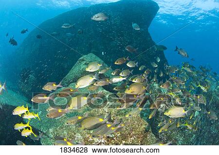 Stock Photo - Similan National Marine Park, Thailand. Fotosearch