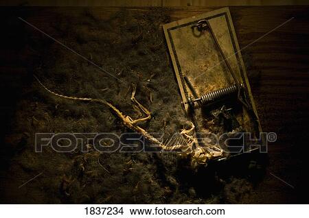 Skeleton of mouse caught in spring mouse trap View Large Photo Image Picture - Skeleton of mouse caught in spring mouse trap . Fotosearch